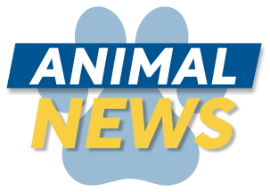 Animal News Thumbnail